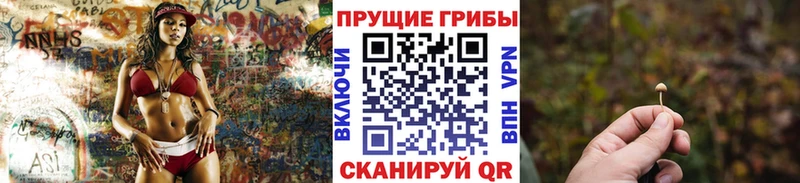 закладка  Жердевка  Псилоцибиновые грибы Cubensis 